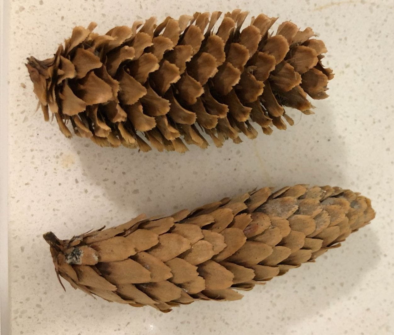 engelmann spruce cones
